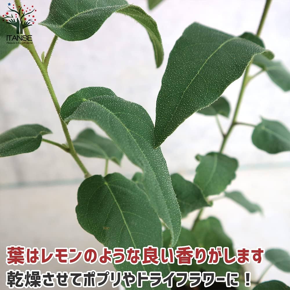 ユーカリ科さま専用 観葉植物 ユーカリ 7号 グニー コーディル シリンダー ブラック